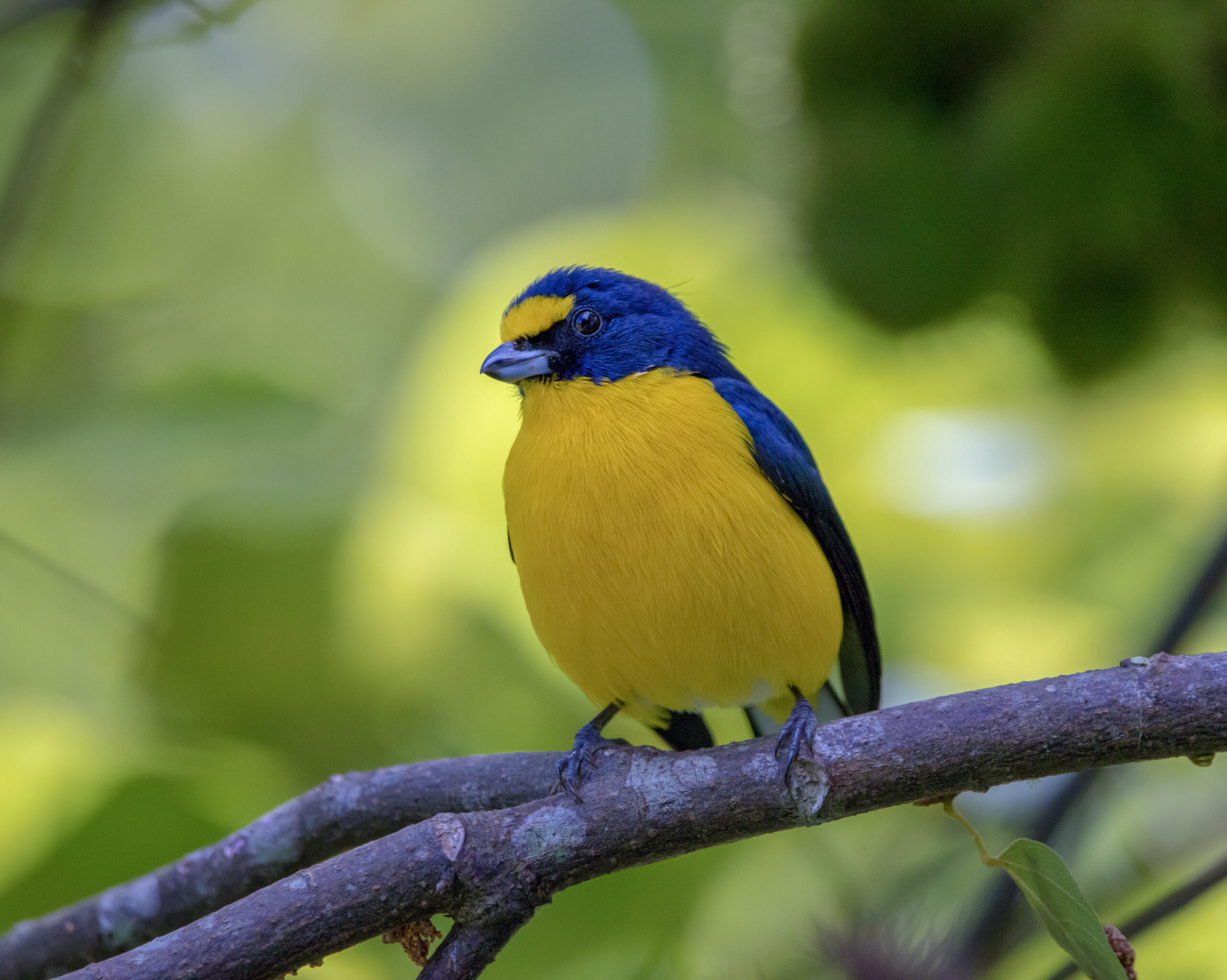 euphonia-2